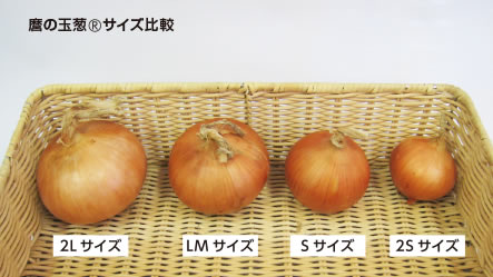 麿の玉葱®サイズ比較